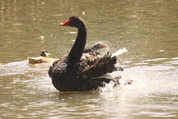 Black swan, anatidae — Stock Photo, Image