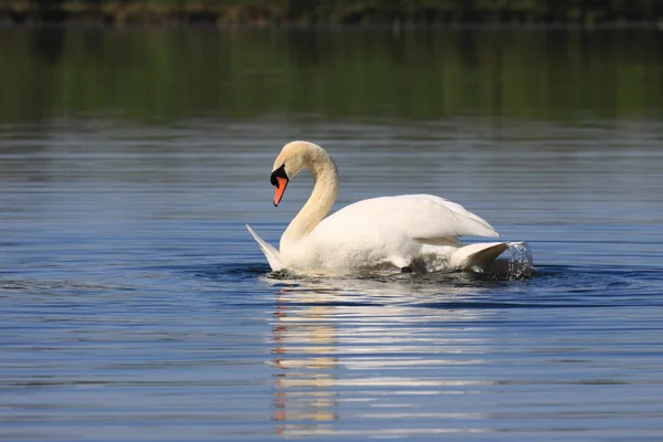 Mating swans — Stock Photo, Image