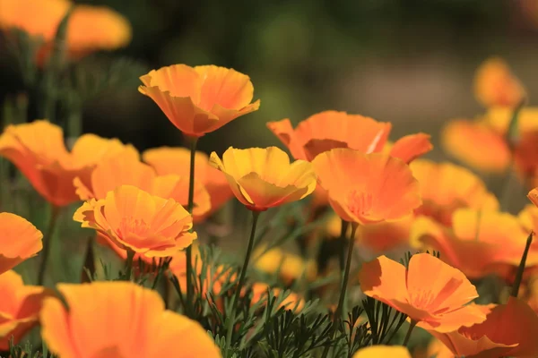 stock image Eschscholtzia of California, california poppy