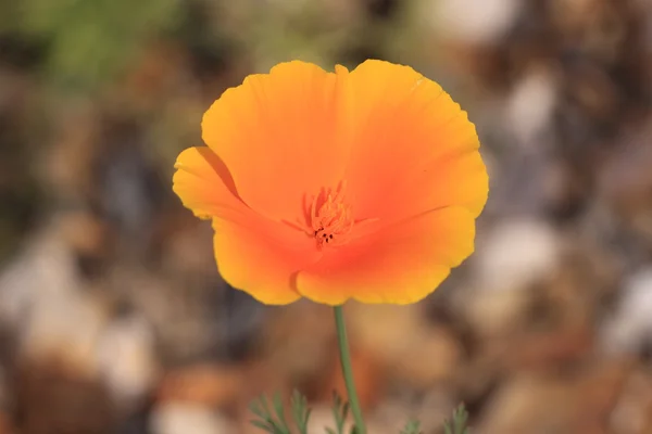 Eschscholtzia of California, california poppy — Stock Photo, Image