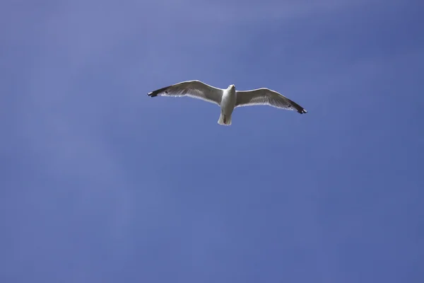 stock image Gull, seagull