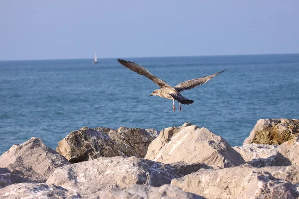 stock image Young Gull, seagull