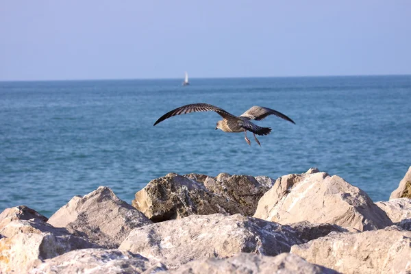 stock image Young Gull, seagull