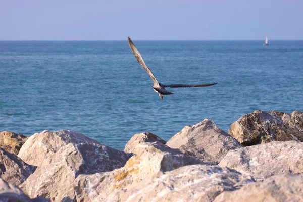 stock image Young Gull, seagull