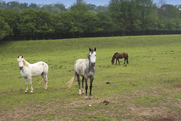 Young horses in a field in spring — Stock Photo, Image