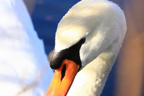 Retrato de cerca de la cabeza de un cisne —  Fotos de Stock