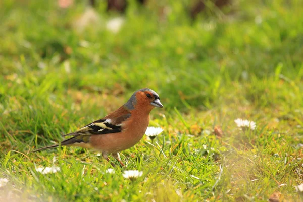 Chaffinch wood with beautiful colors — Stock Photo, Image