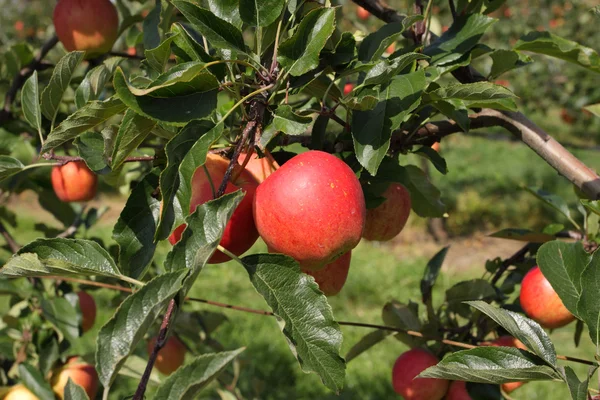 Frutteto di mele in estate, coperto di mele colorate — Foto Stock
