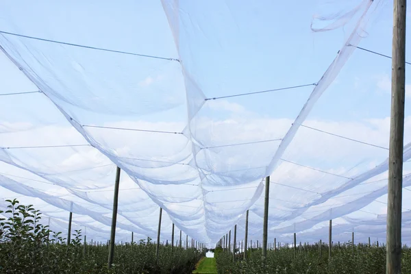Huerto de manzanas con redes para proteger contra el granizo y las aves — Foto de Stock