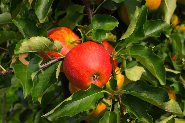 여름, 화려한 사과 사과 과수원 — 스톡 사진