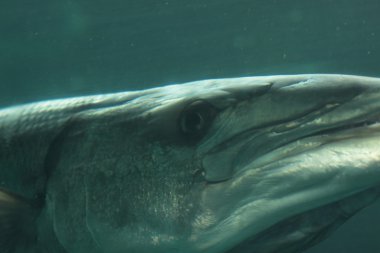 Head of a barracuda in close-up underwater