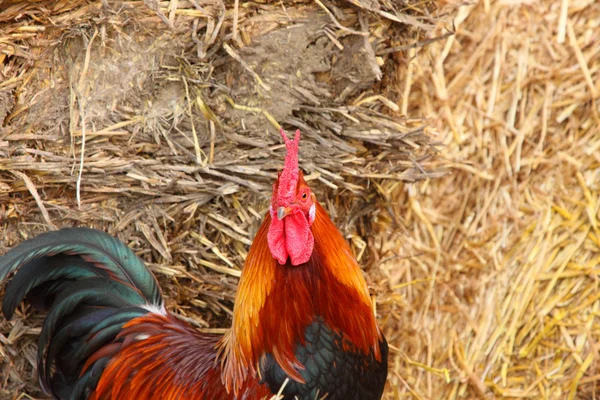 Beautiful colorful rooster in a farmyard in France — Stock Photo, Image