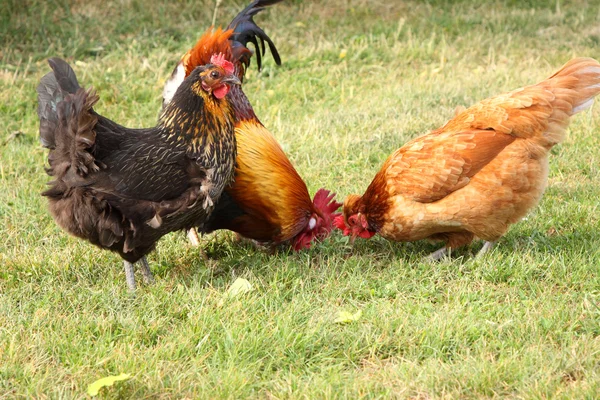 在法国农场里的美丽多彩公鸡 — 图库照片