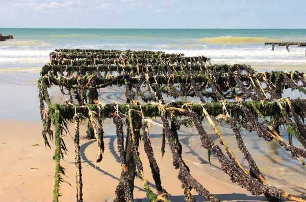 Mossel landbouw op de kust van opaal in het noorden van Frankrijk — Stockfoto