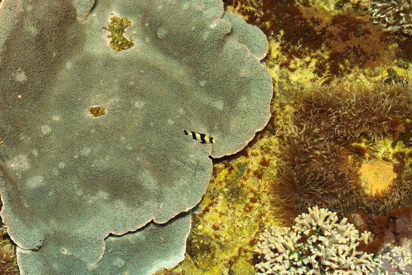 热带海洋珊瑚礁与珊瑚和鱼类的外科医生 — 图库照片