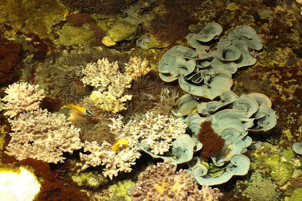 Recifes tropicais marinhos com corais e peixes Cirurgiões — Fotografia de Stock