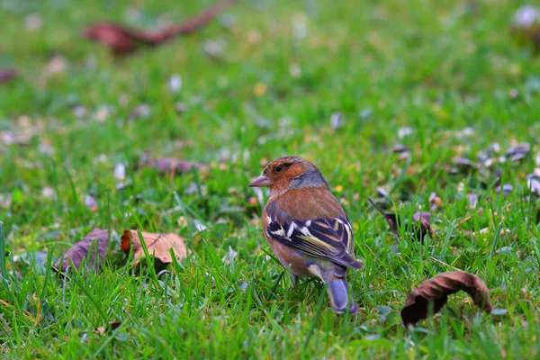Chaffinch wood with beautiful colors — Stock Photo, Image