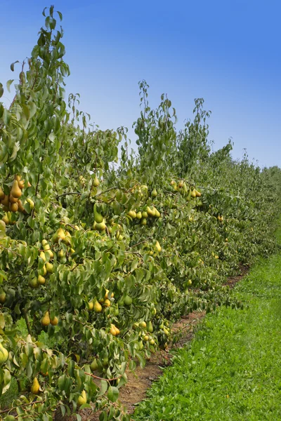 Huerto de peras, cargado de peras bajo el sol de verano — Foto de Stock