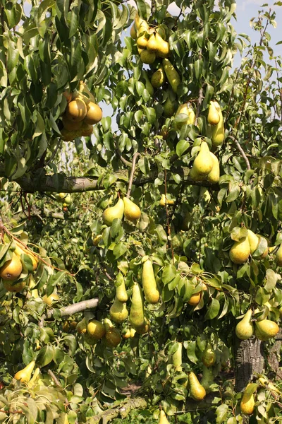 Frutteto di pere, carico di pere sotto il sole estivo — Foto Stock