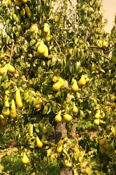 Pear orchard, loaded with pears under the summer sun