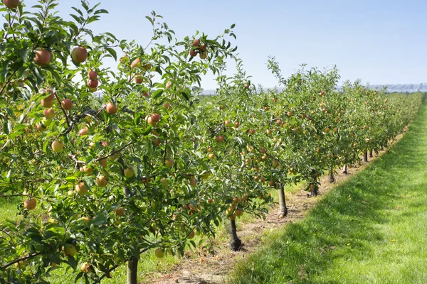 夏季には、カラフルなリンゴで覆われているリンゴの果樹園 — ストック写真