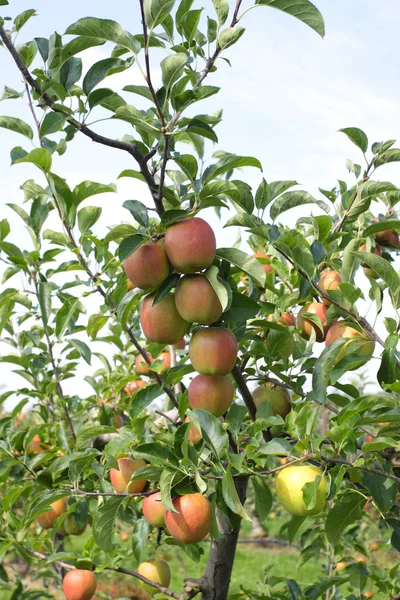 Яблучний сад влітку, покритий барвистими яблуками — стокове фото