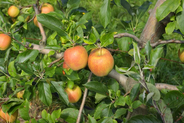 Appelboomgaard in de zomer, bedekt met kleurrijke appels — Stockfoto