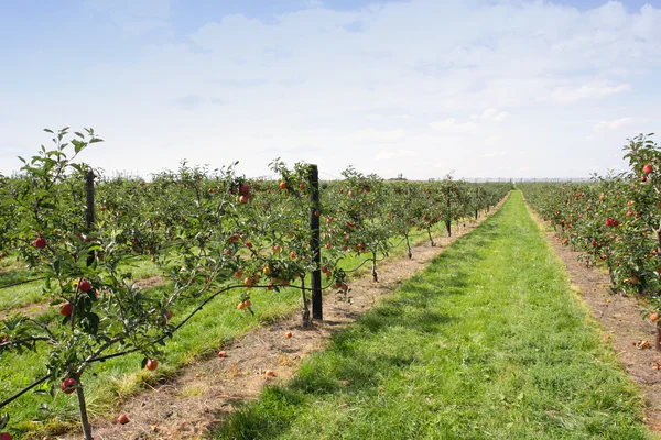 Verger de pommes en été, couvert de pommes colorées — Photo