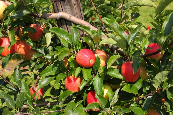 夏季には、カラフルなリンゴで覆われているリンゴの果樹園 — ストック写真