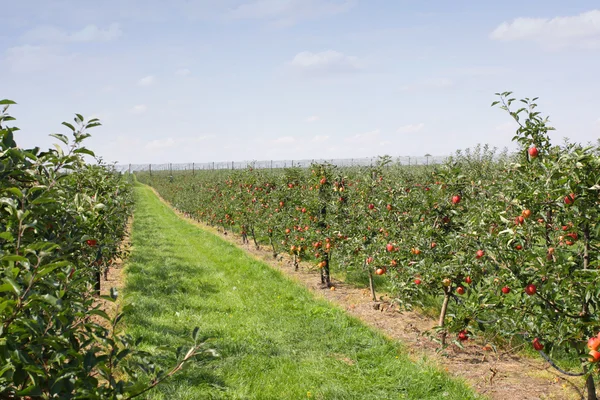 Äppelodling i sommar, täckt med färgglada äpplen — Stockfoto