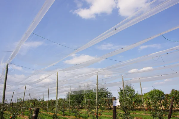 Яблоневый сад с сетями для защиты от града и птиц — стоковое фото
