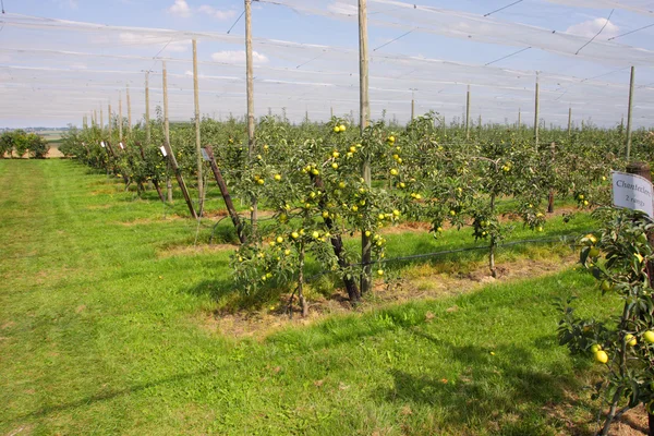 Frutteto di mele con reti da proteggere contro grandine e uccelli — Foto Stock