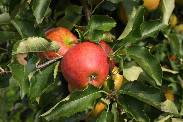 Huerto de manzanas en verano, cubierto de coloridas manzanas — Foto de Stock