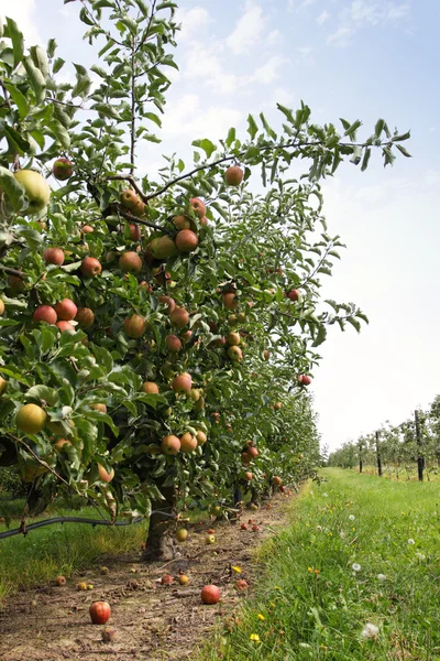 Pomar de maçã no verão, coberto com maçãs coloridas — Fotografia de Stock