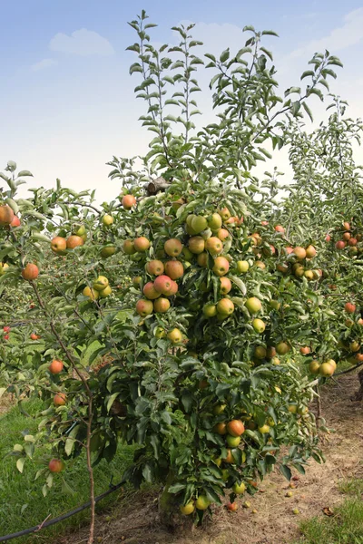 Omenatarha kesällä, peitetty värikkäitä omenoita — kuvapankkivalokuva