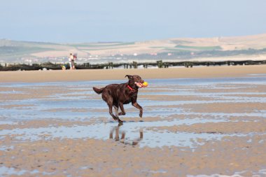 Yaz aylarında sahilde top oynayan köpek