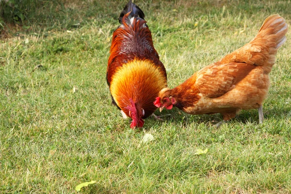 Schöner bunter Hahn in einem Bauernhof in Frankreich — Stockfoto