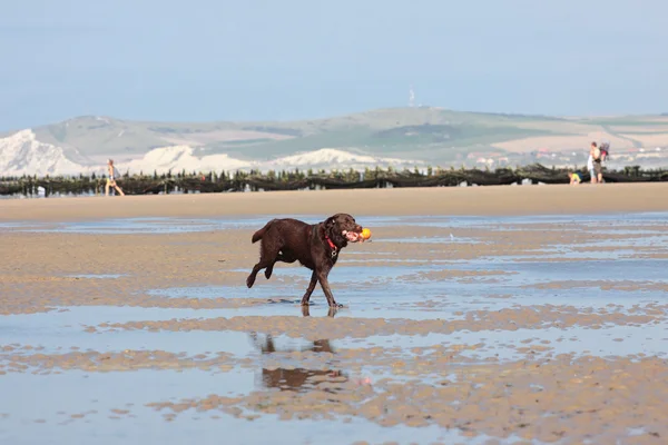 stock image Dog playing ball on the beach in summer