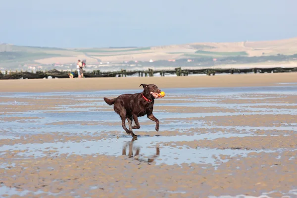 Cão jogando bola na praia no verão — Fotografia de Stock