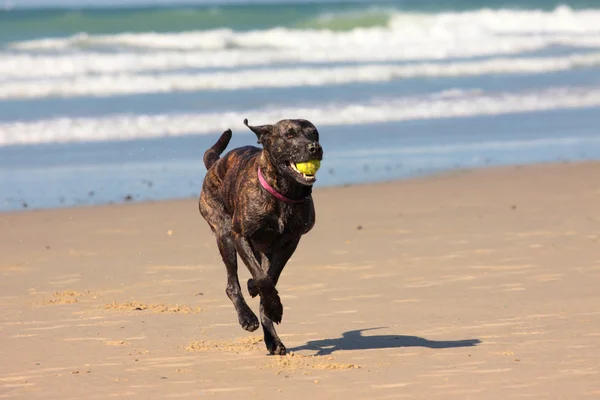 Hunden spelar boll på stranden i sommar — Stockfoto