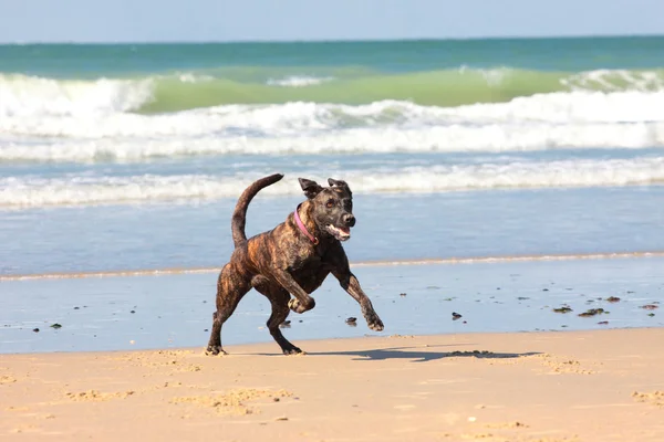 Собака играет в мяч на пляже летом — стоковое фото