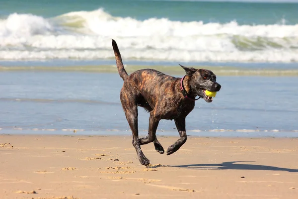 Hond spelen bal op het strand in de zomer — Stockfoto