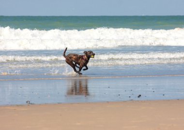 Yaz aylarında sahilde top oynayan köpek