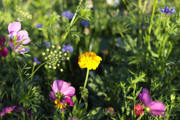 Renkli çiçek, pembe çiçek tarih seçici odak — Stok fotoğraf