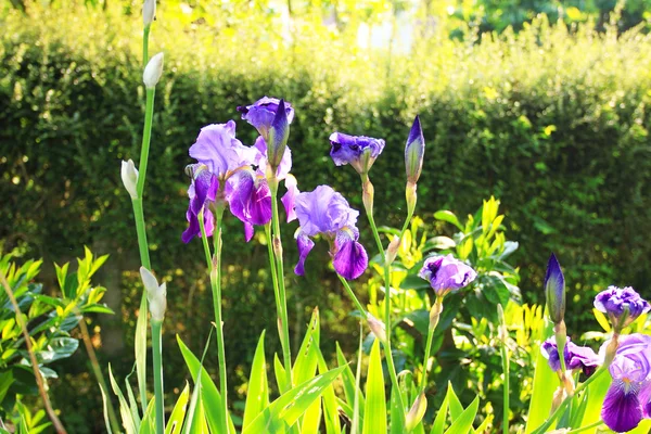 Groep van paarse irissen in voorjaar zonnige dag. selectieve aandacht. — Stockfoto