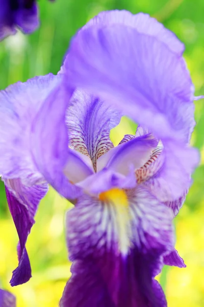 Group of purple irises in spring sunny day. Selective focus. — Stock Photo, Image