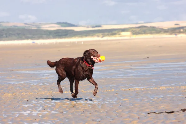 Chien jouant au ballon sur la plage en été — Photo
