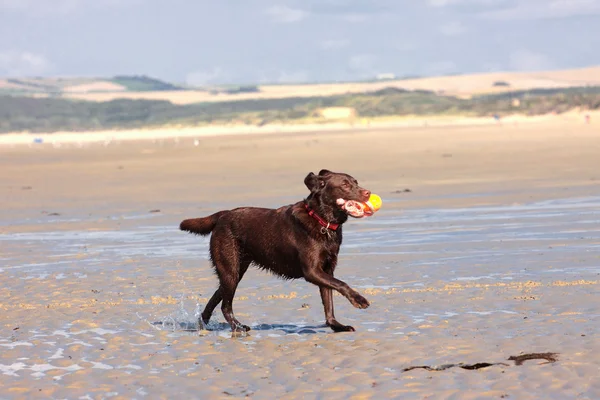 Pes hrát míč na pláži v létě — Stock fotografie