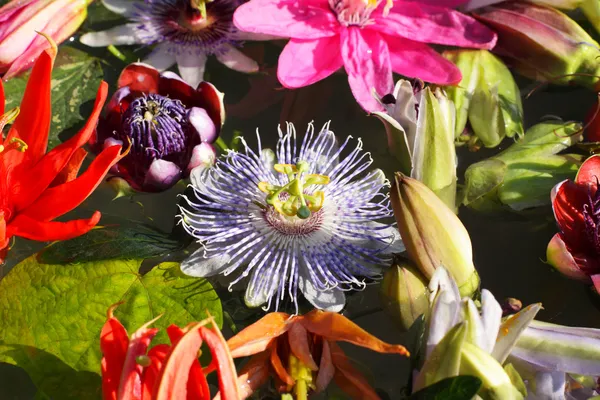 Verschiedene farbige Passionsblumen, Passionsblume, schwimmend auf dem Wasser — Stockfoto