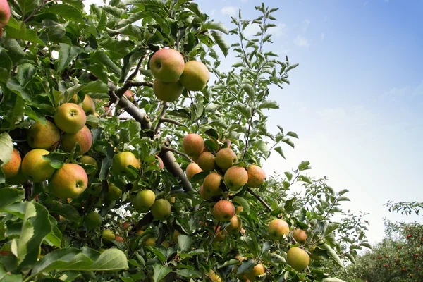 Renkli elma ile elma bahçesi yaz aylarında kapalı — Stok fotoğraf